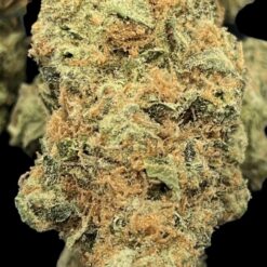 4F7EDD9A CE50 4A9C AD1E 8852DE0FF65C