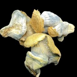 Penis Envy Mushrooms 🍄 🔥 1 412C0FC6 A7F7 4816 BA6B EB8E0C7B8715