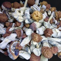 Blue Mutant Mushrooms