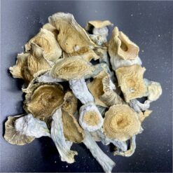 Liberty Cap Mushrooms 🍄 3 EE59C806 1219 4A69 954B 46BD48D10C09