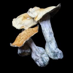 Photoroom 20260110 223203