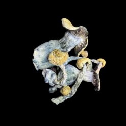 Photoroom 20260110 223002