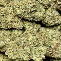 Garlic Cookies strain buds - indica-dominant hybrid cannabis with yellow-green nugs, bright orange hairs, and amber trichomes