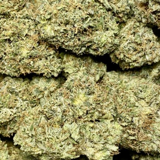 Garlic Cookies strain buds - indica-dominant hybrid cannabis with yellow-green nugs, bright orange hairs, and amber trichomes