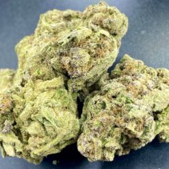 Purple Kush 2 IMG 8623