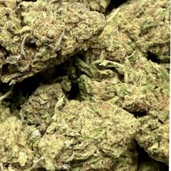 Jelly Rancher 3 IMG 8750