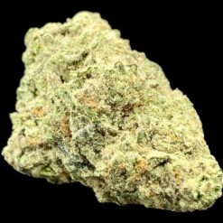 LA Pop Rockz 1 IMG 8915