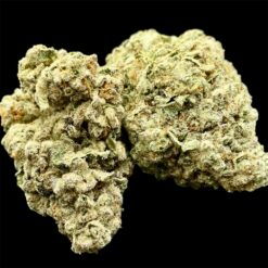 King Kong Glue 3 IMG 8917