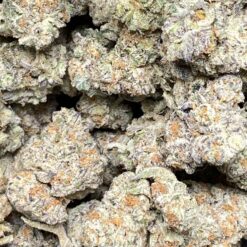 King Kong Glue 1 IMG 8921