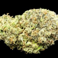 Slippery Susan 3 IMG 9286