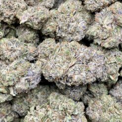 Slippery Susan 1 IMG 9288