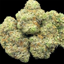 Exotic Gas 1 IMG 0177