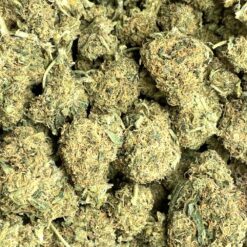 Lemon Cane