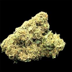 Lemon Cane 2 IMG 1097