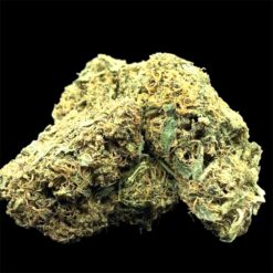 Lemon Cane 4 IMG 1099