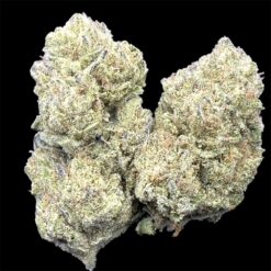 Mango Tango 3 IMG 1799