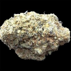 Platinum Punch 1 IMG 2546