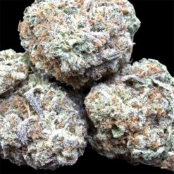 Durban Biscotti 2 IMG 3029