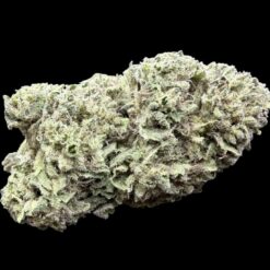 Photoroom 20260211 115026